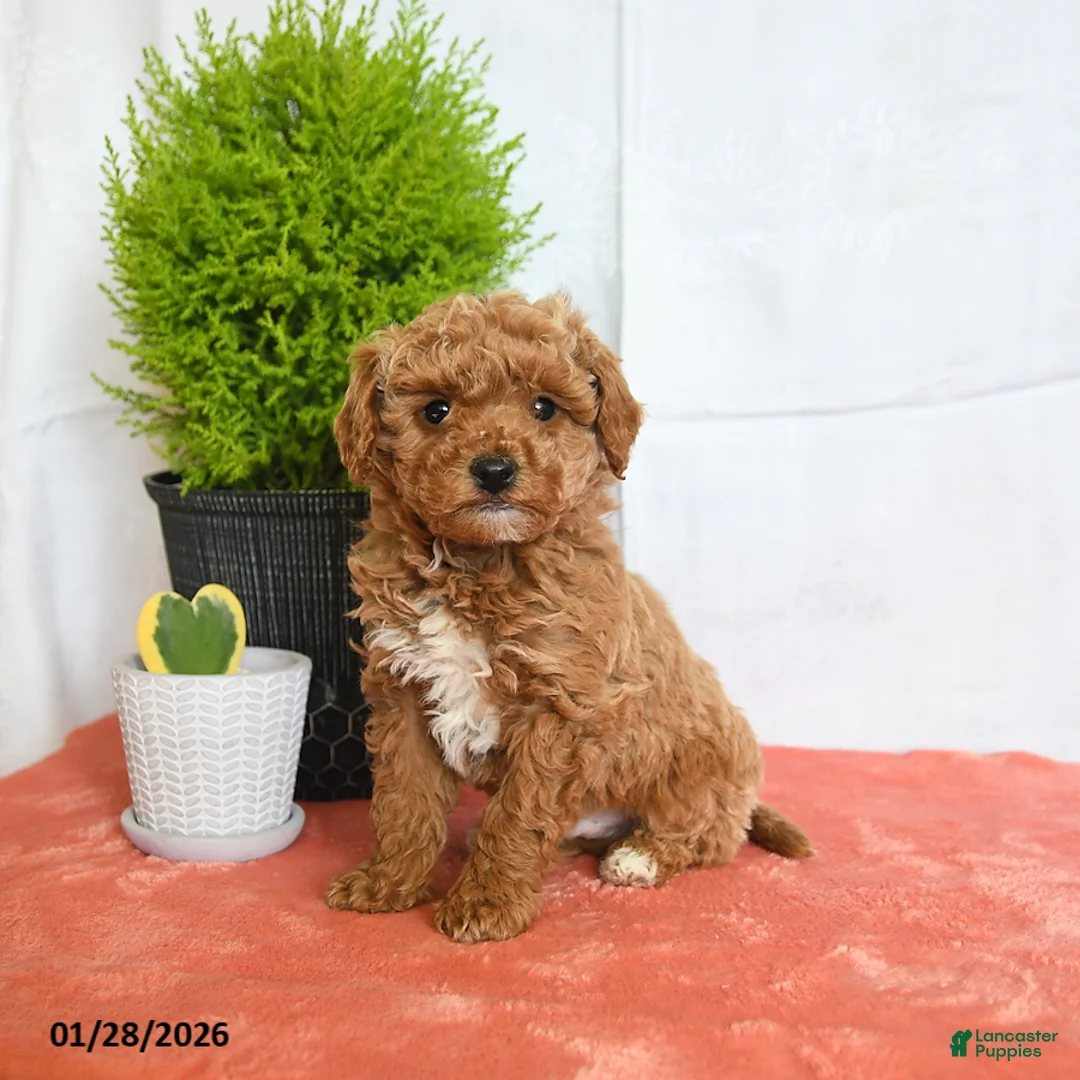 Mini Goldendoodle dogs for sale: Hickory - Ad 1