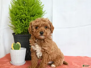 Mini Goldendoodle dogs for sale: Hickory - Ad 1