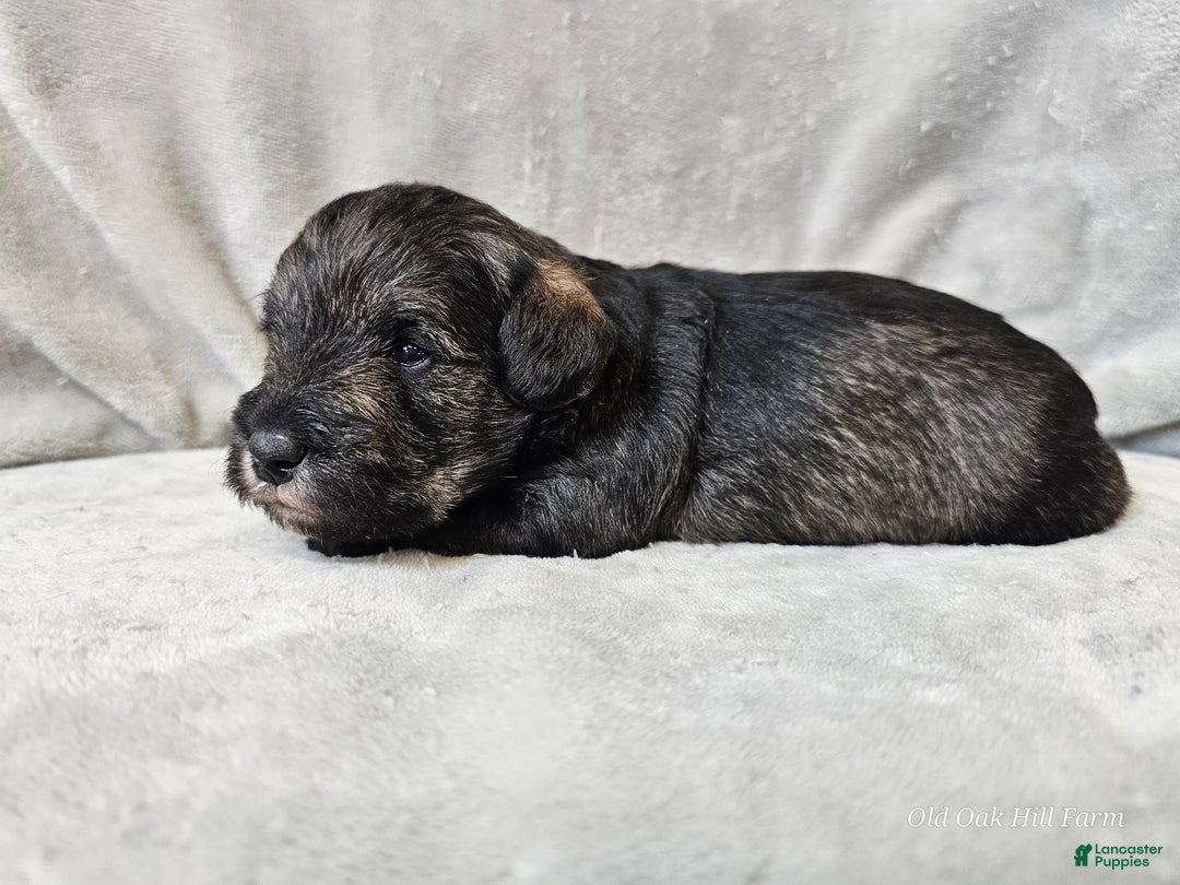 Mixed Breed dogs for sale: Kenny - Ad 16