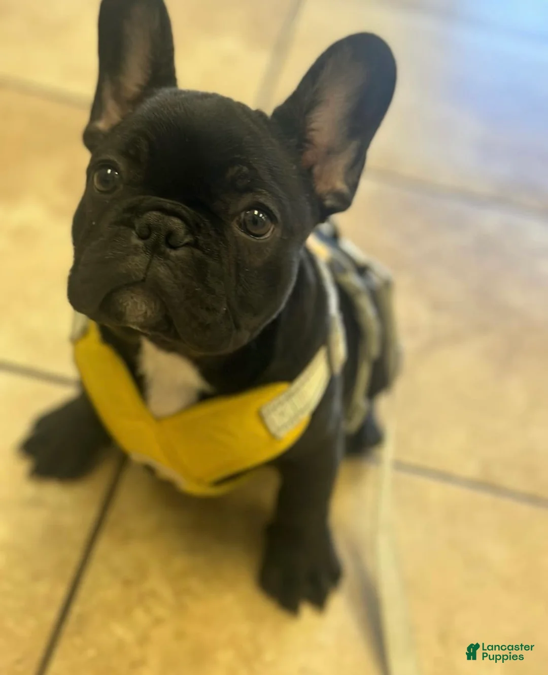 Gallery Image {{count}}