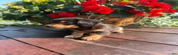 Miniature Dachshund dogs for sale: Duncan - Ad 6
