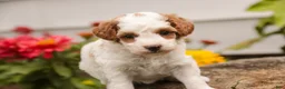 Miniature Poodle dogs for sale: Zephyr - Ad 7