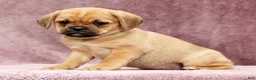Puggle dogs for sale: Paula - Ad 1