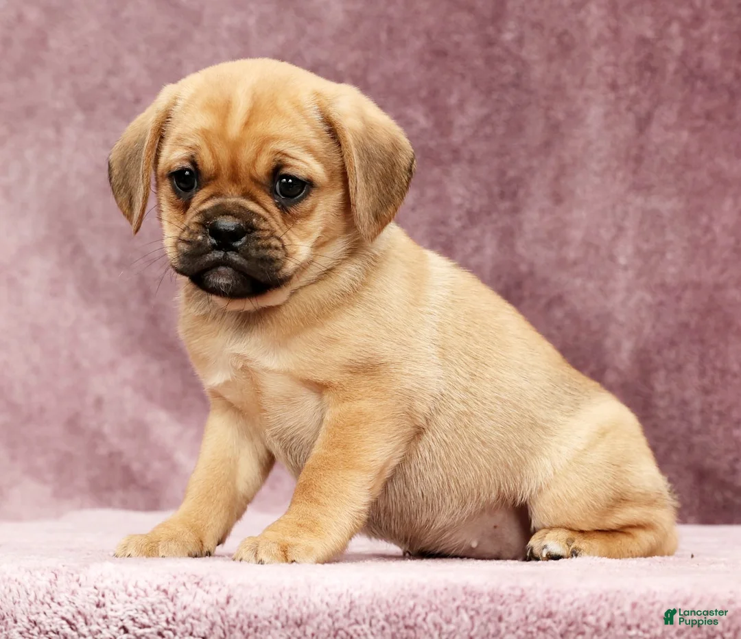 Puggle dogs for sale: Paula - Ad 1
