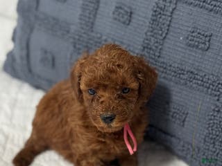Mini Goldendoodle dogs Scarlett - Ad 18