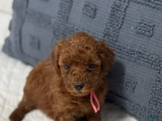 Mini Goldendoodle dogs Scarlett - Ad 24