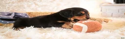 Miniature Dachshund dogs for sale: Dusty - Ad 6