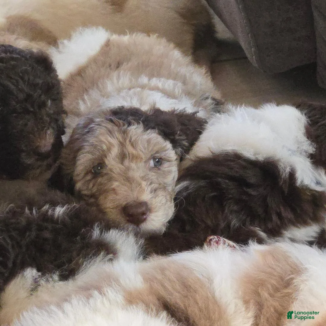 Newfypoo dogs for sale: Light Green - Ad 11