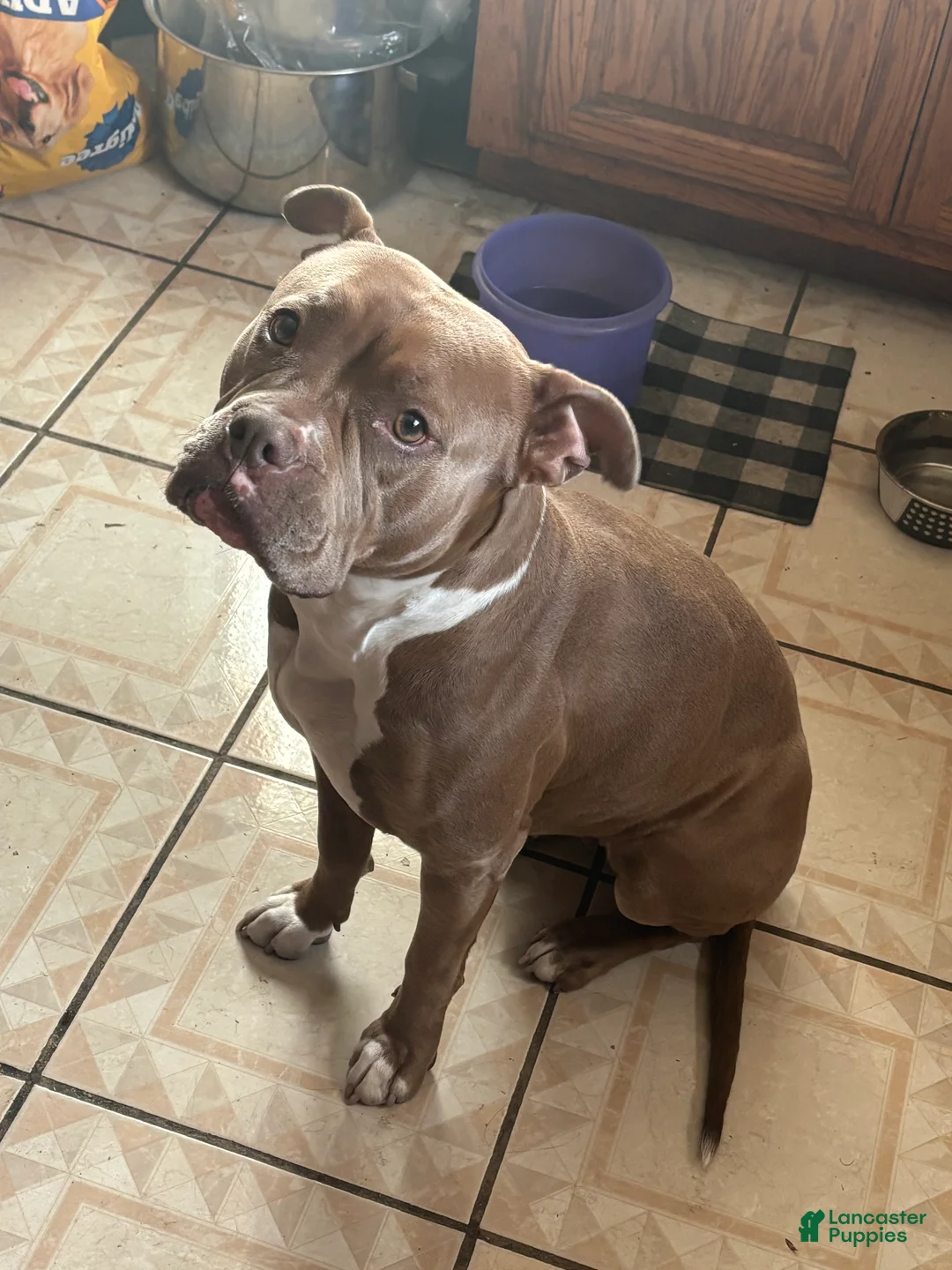 Mixed Breed dogs for sale: Mixed Breed Puppy 9 - Ad 2