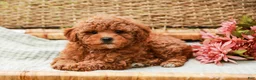 Miniature Labradoodle dogs for sale: Peaches - Ad 4
