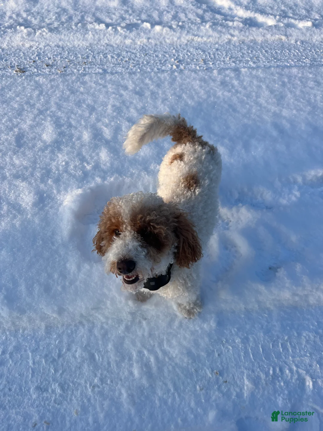 Mixed Breed dogs for sale: Mixed Breed 3 - Ad 2