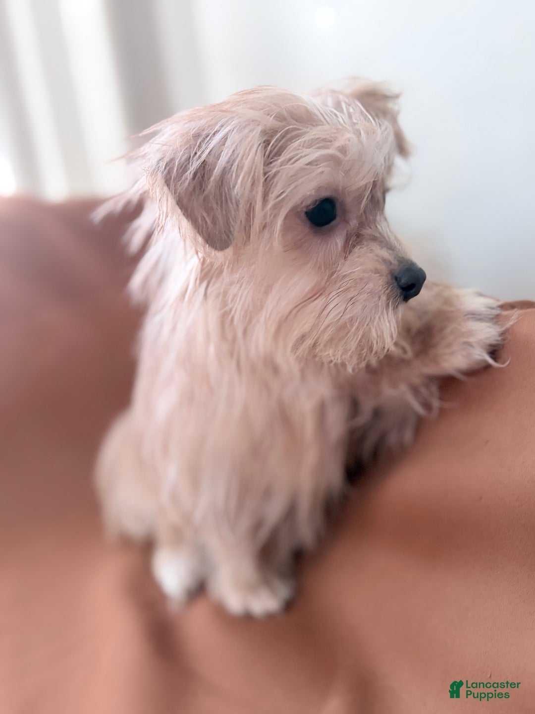 Morkie dogs for sale: Bruno - Ad 3