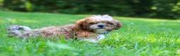 Shih Tzu dogs for sale: Sammy - Ad 3