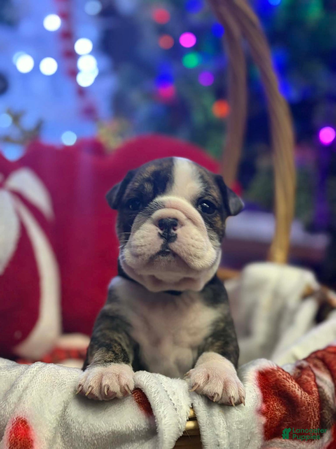 English Bulldog dogs for sale: Toffee - Ad 18