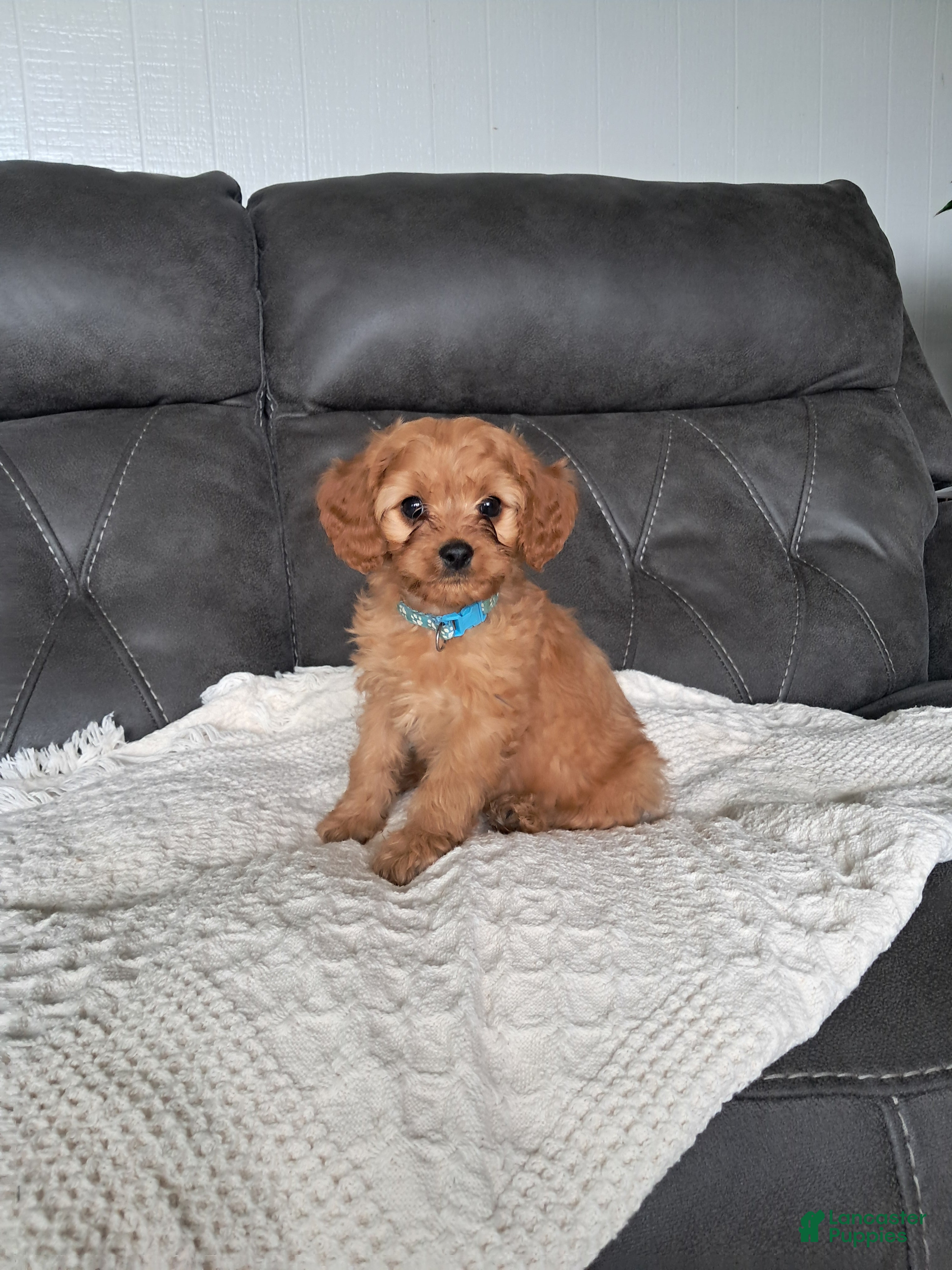 Cavapoo dogs Luca - Ad 1