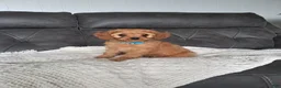 Cavapoo dogs for sale: Luca - Ad 1