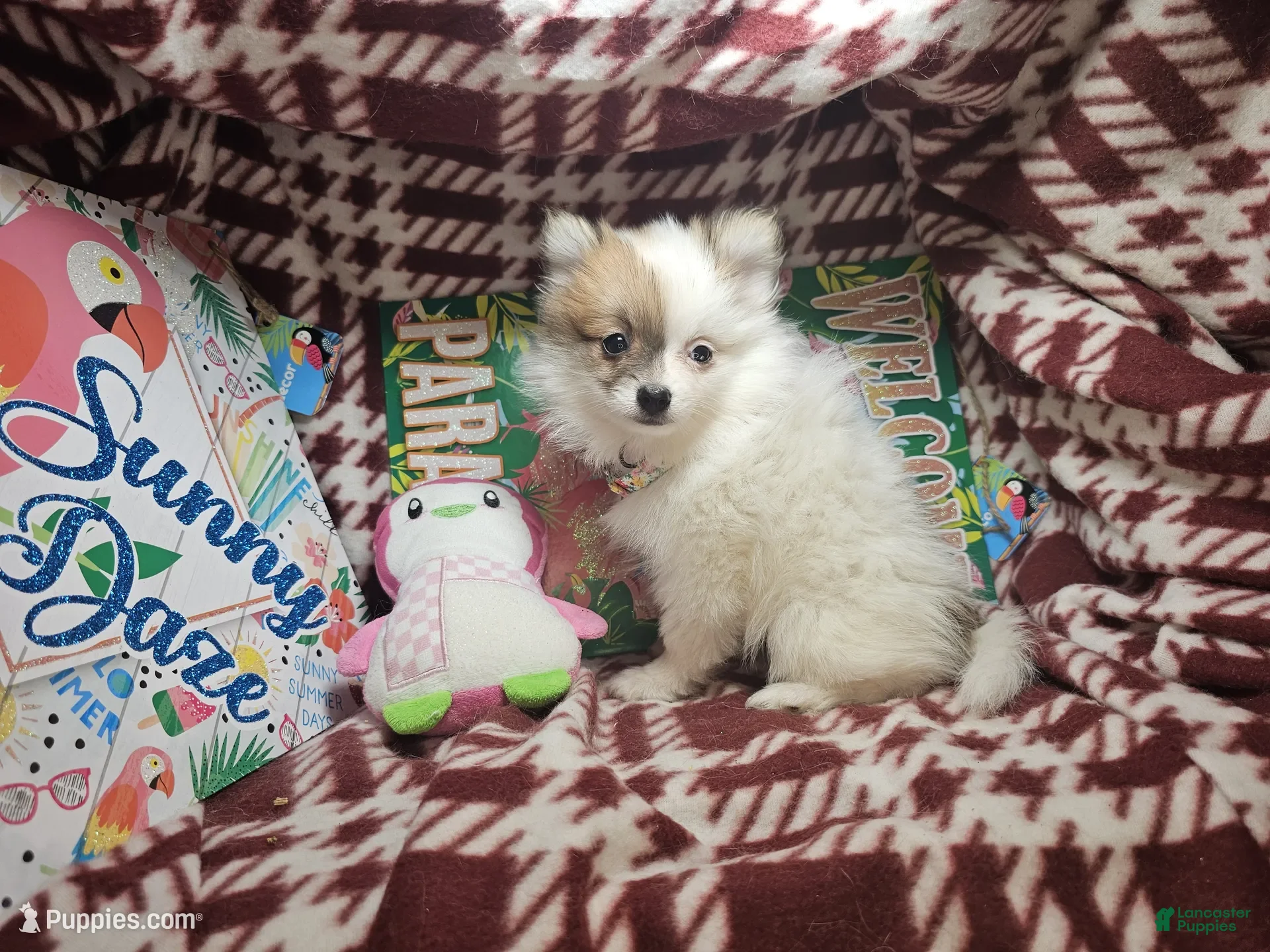 Pomeranian dogs Torya (small) - Ad 1