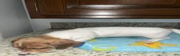Miniature Dachshund dogs for sale: Arjun  - Ad 5