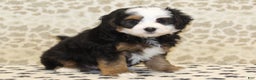 Mini Bernedoodle dogs for sale: Nate - Ad 15