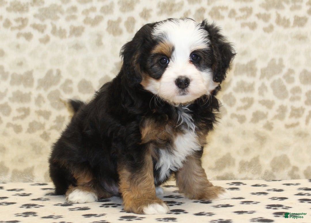 Mini Bernedoodle dogs for sale: Nate - Ad 15
