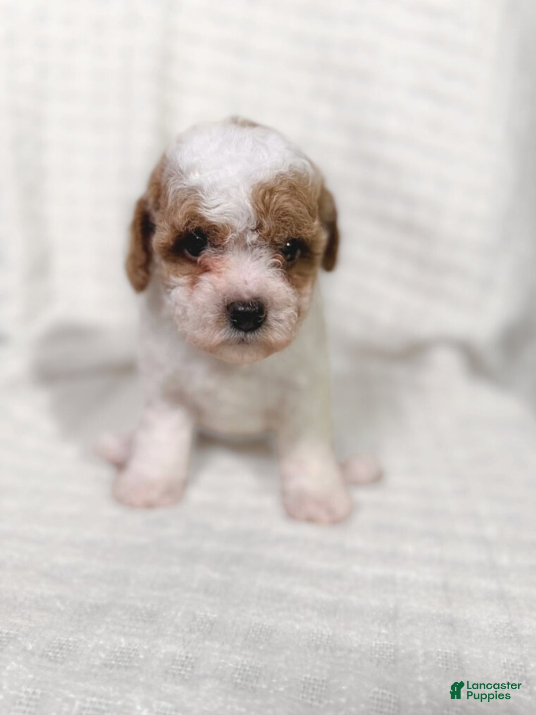Cavapoo dogs for sale: Alfie - Ad 10