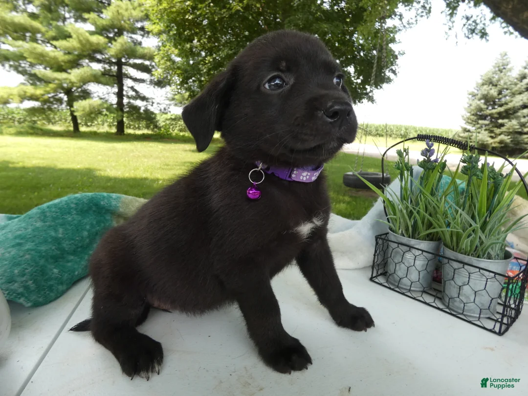 Sheprador dogs for sale: Sheprador 8 April  - Ad 1
