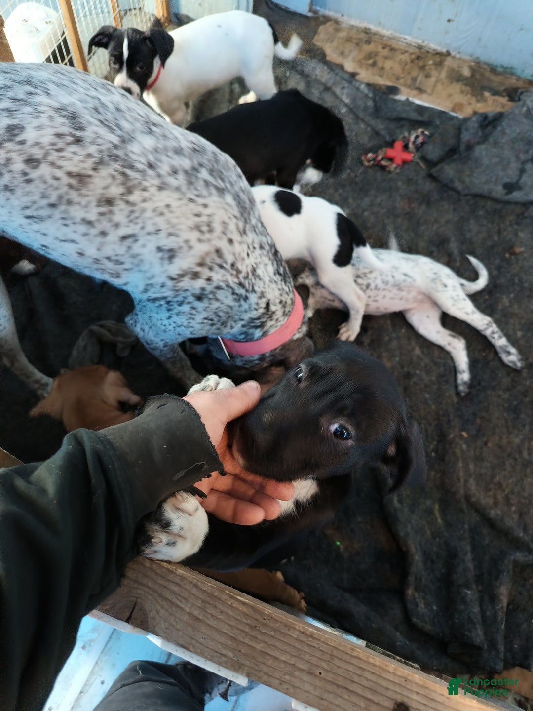 Mixed Breed dogs for sale: Aphrodite - Ad 2