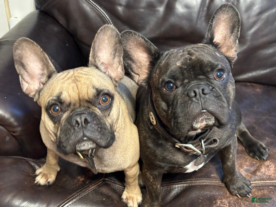 French Bulldog Puppies for sale in Texas Lancaster Puppies