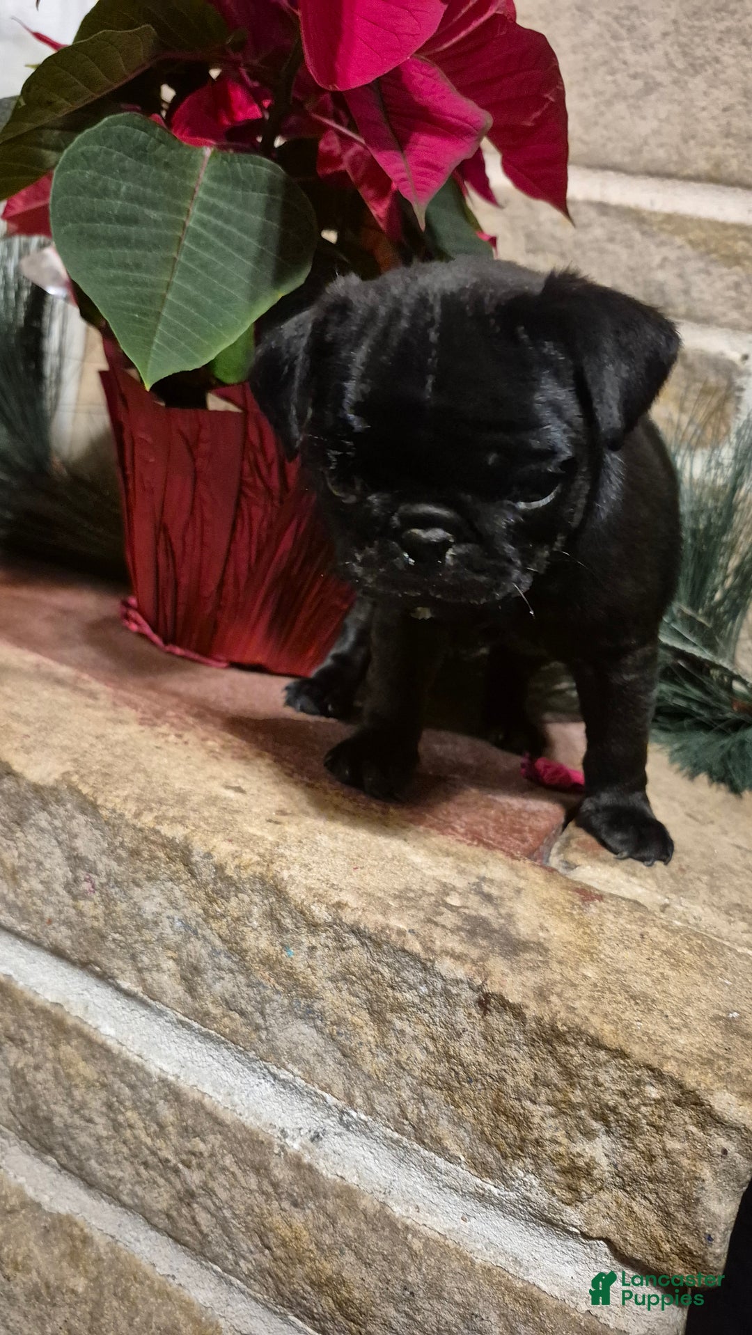 Pug dogs for sale: Pug Puppy 2 - Ad 3