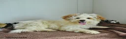Pomapoo dogs for sale: Freddy - Ad 1