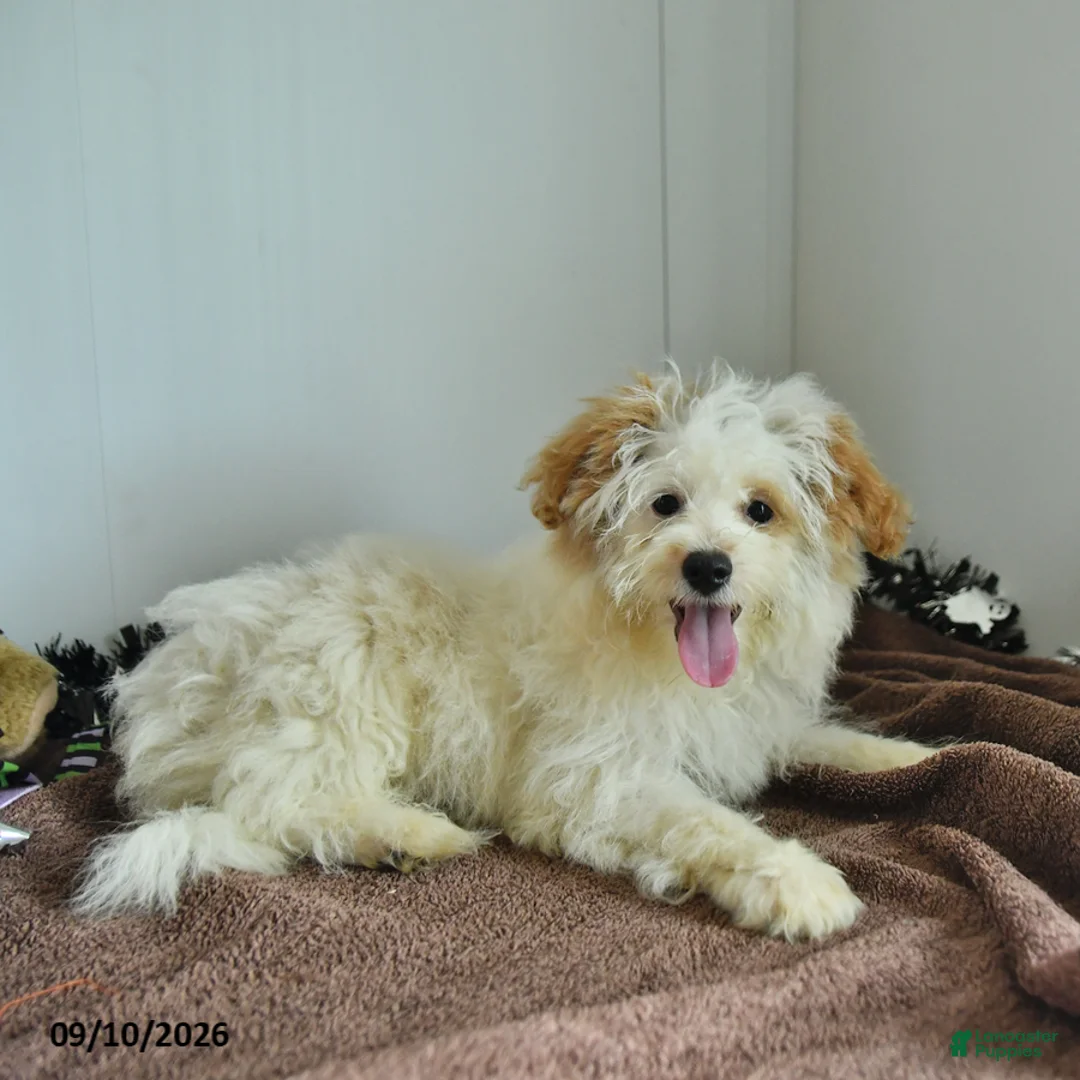 Pomapoo dogs for sale: Freddy - Ad 1