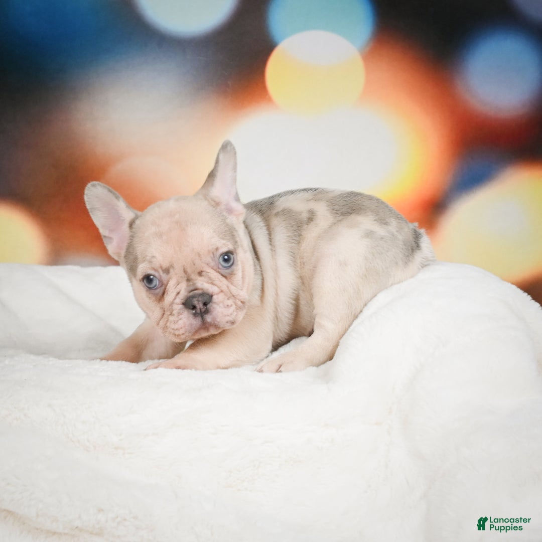 French Bulldog dogs for sale: Axel - Ad 11