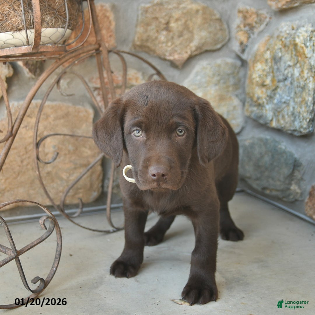 Labrador Retriever dogs for sale: Jaden  - Ad 2