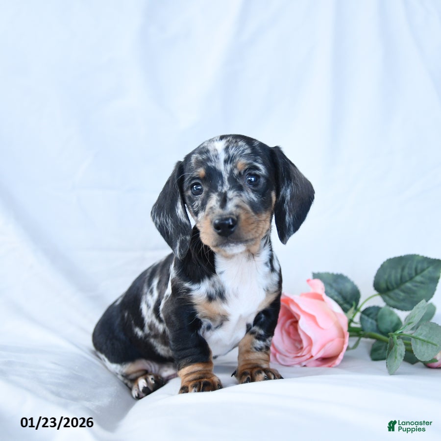 Miniature Dachshund dogs Oscar - Ad 26