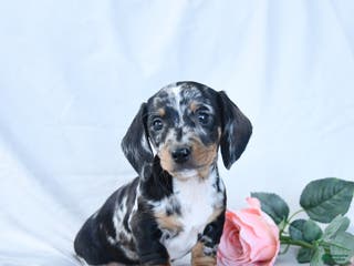Miniature Dachshund dogs Oscar - Ad 26