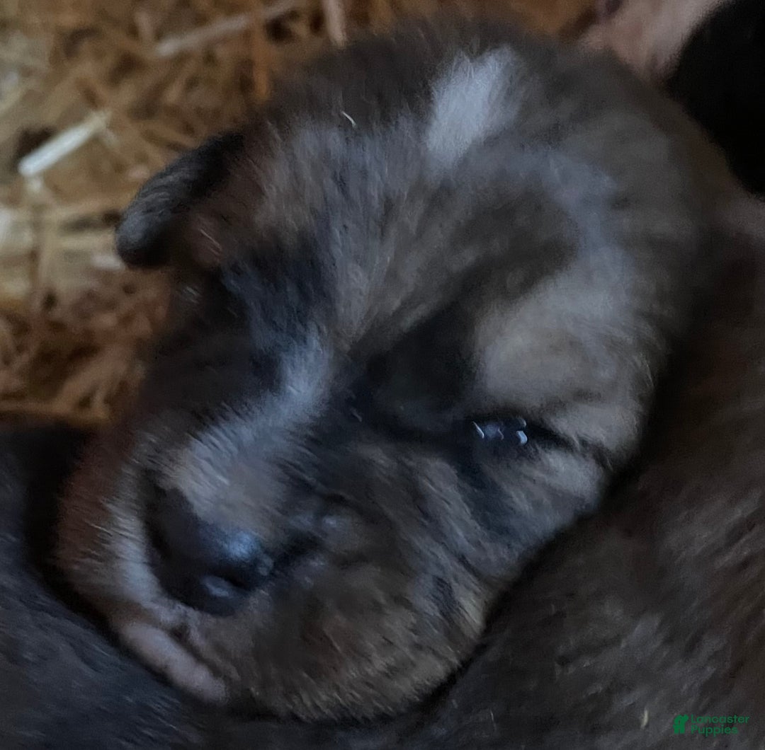 Mixed Breed dogs for sale: Tibetan Mastiff/Bernese Mountain Dog Male 1 - Ad 8