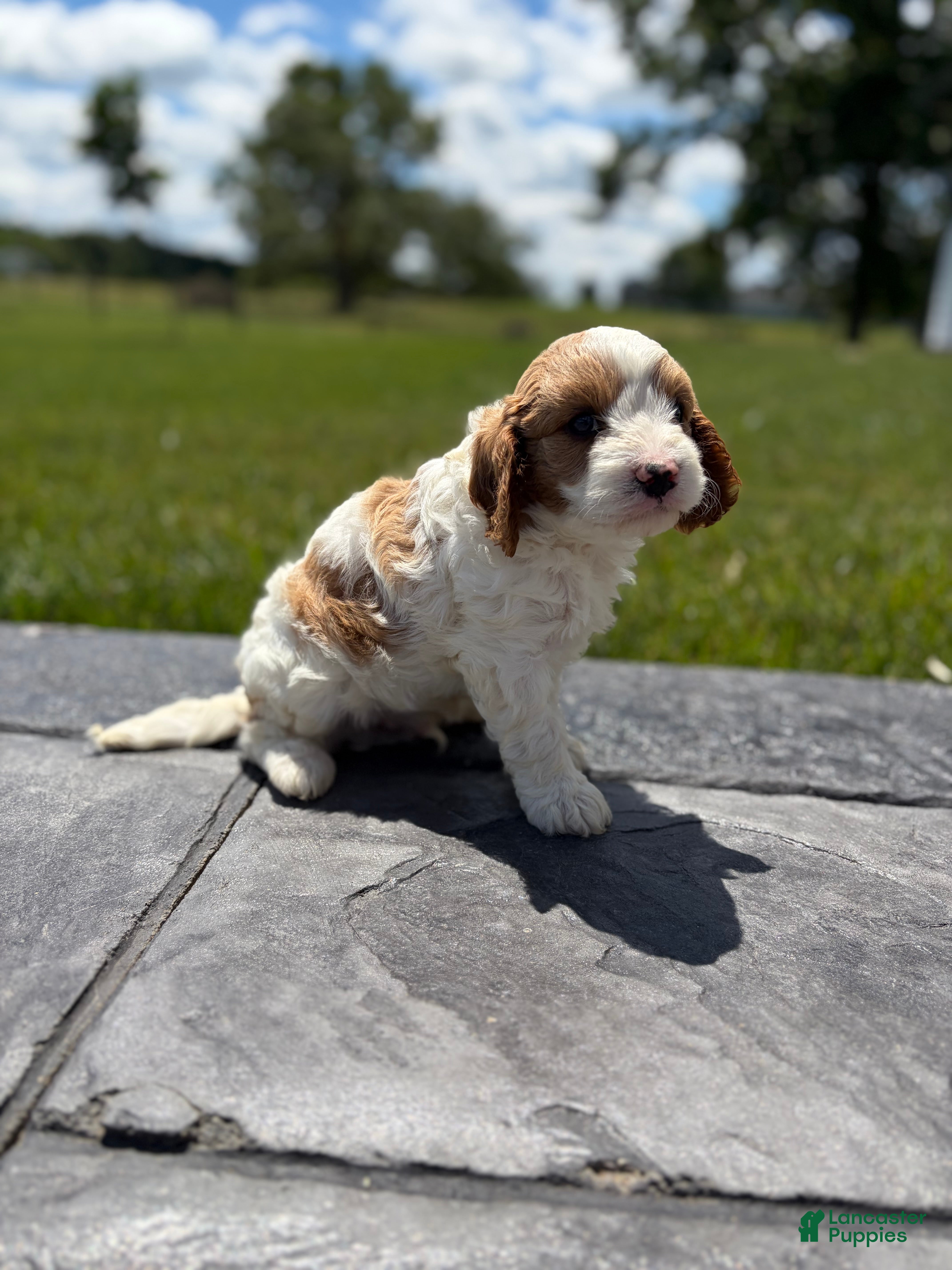 Cavapoo dogs Theo - Ad 2