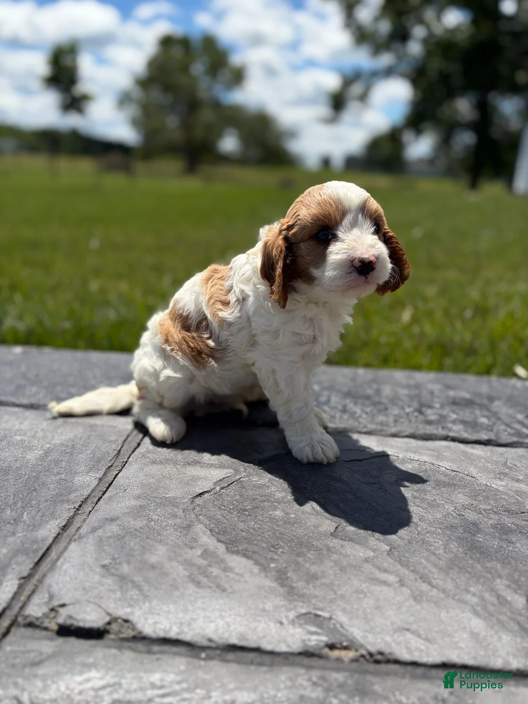 Cavapoo dogs for sale: Theo - Ad 2