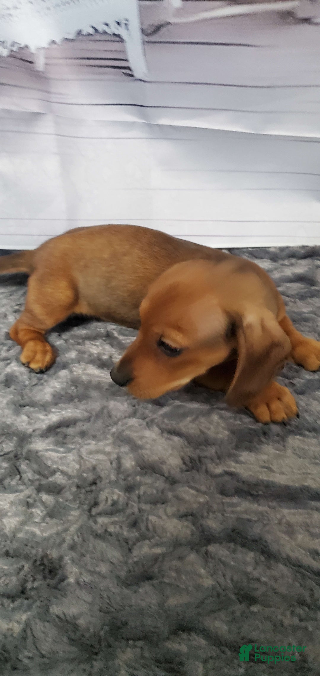 Dachshund dogs for sale: Jolly - Ad 7