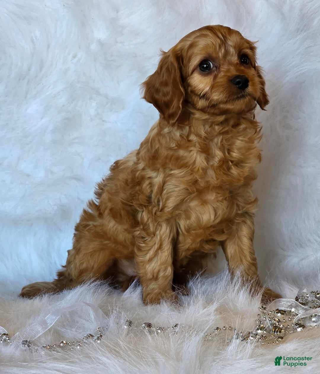 Cavapoo dogs for sale: Harley - Ad 5