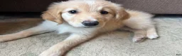 Mixed Breed dogs for sale: Lavender Collar - Ad 1