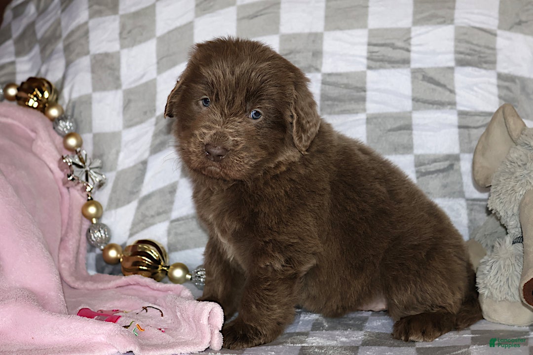 Newfoundland dogs for sale: Crystal - Ad 4