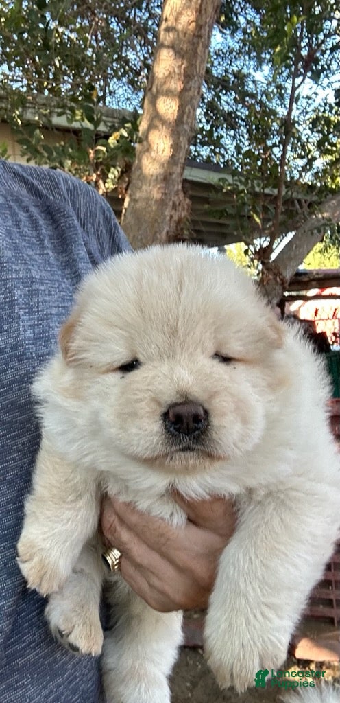 Chow Chow dogs for sale: White Female - Ad 1