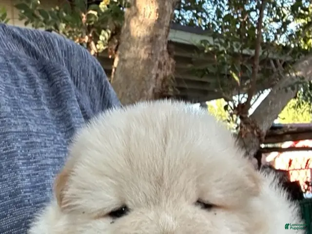 Chow Chow dogs for sale: White Female - Ad 1