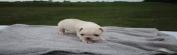 Frenchton dogs for sale: HOPE - Ad 3