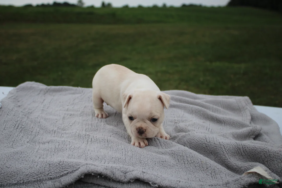 Frenchton dogs for sale: HOPE - Ad 3