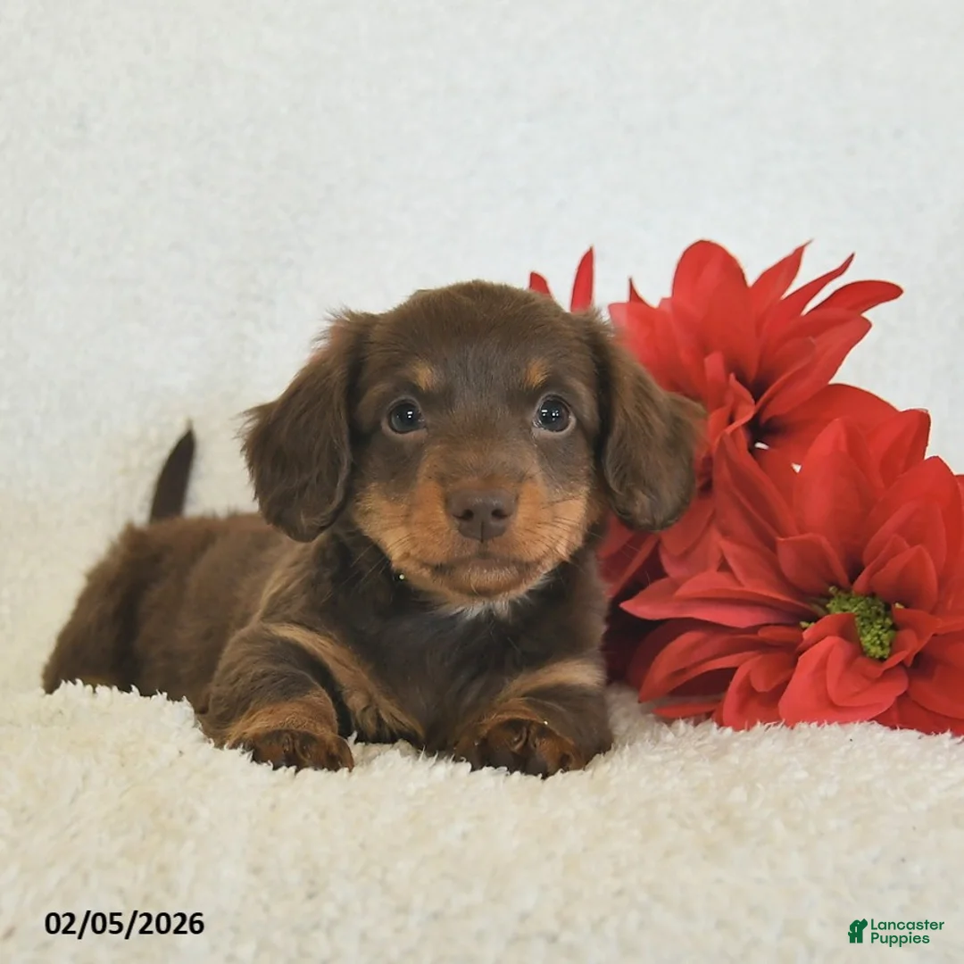 Miniature Dachshund dogs for sale: Oslo  - Ad 2