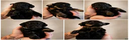 Doxiepoo dogs for sale: Doxiepoo 1 (Green collar) - Ad 1