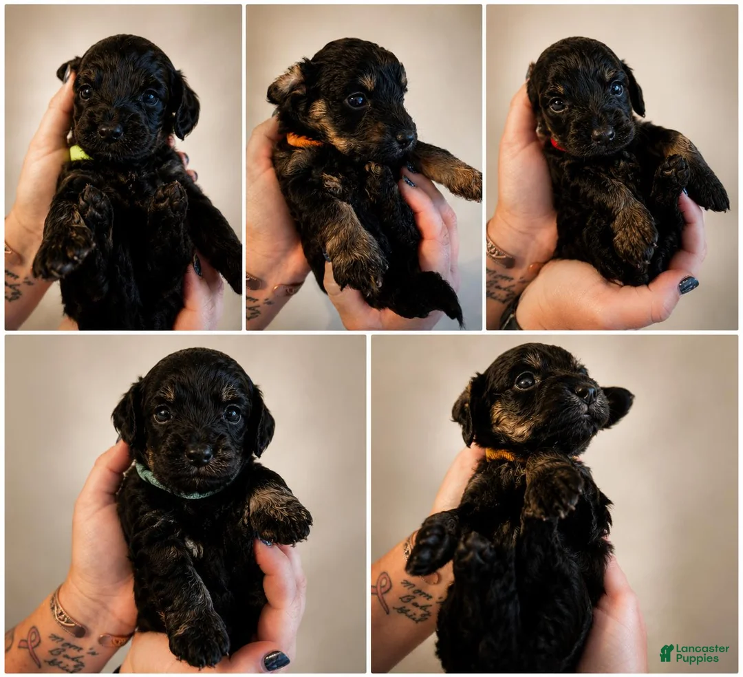 Doxiepoo dogs for sale: Doxiepoo 1 (Green collar) - Ad 1