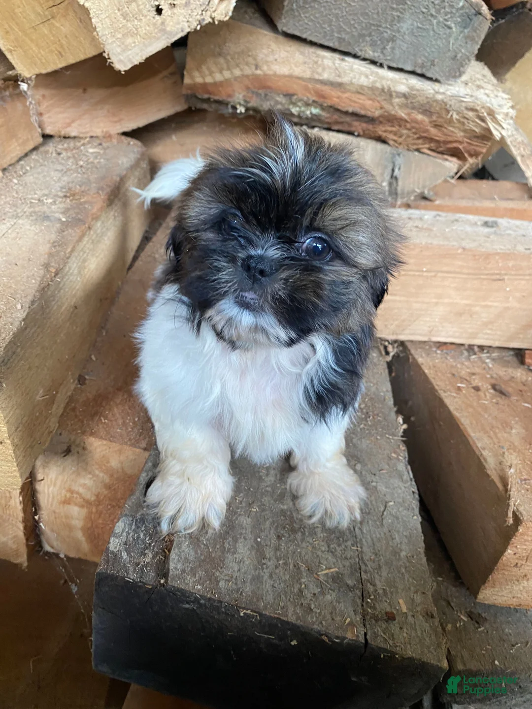 Shih Tzu dogs for sale: Tulip - Ad 1